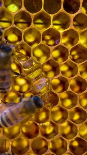 How Bees Really Make Honey — It’s Not What You Think