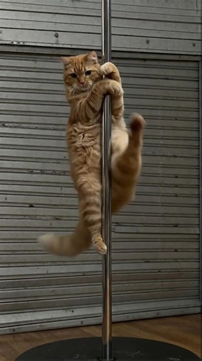 Pole Dancing Cats Bring Joy and Laughter