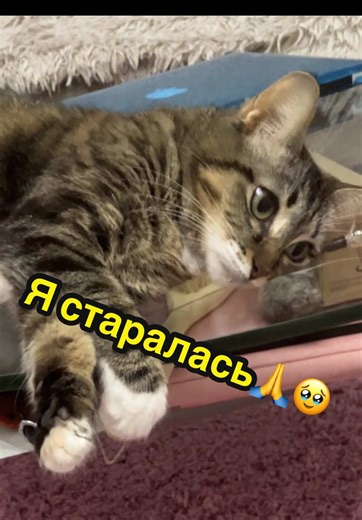 #кошка #кот #чистюля #котенок #смешно | cats