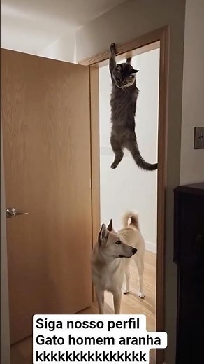 Cat Has Extraordinary Skills: A Spy Song #cat #chatmusic #MissionImpossible