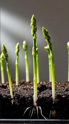 Growing Asparagus From Seed Time Lapse – 62 Days