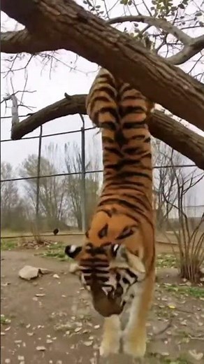 Tiger Climbs Down a Tree at the Zoo 🐅😳 #tiger #zoo #tigers