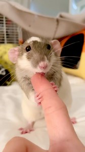 Attack of the RATS!! 🐭👅🐭These monsters will kiss you and love you and never stopppppppp! They are out of control! PS- I think half of the time #Roux is eating the air. 😂*** #ratshavefeelingstoo #rat #rats #funnypets #petrat #rato #petrats #petreels #funnyreel #rattie #cuterats #cutepets #cuteanimals #mouse #ratty #funnypet #petlove #ratties | Rats Have Feelings Too