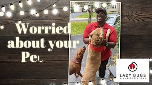 At Lady Bugs All Pest Solutions; we ask the right questions to keep your pets safe and we don't mind happy greetings from our best clients! Ryan is enjoying meeting some of our favorite customers today! #ladybug #pestcontrol #pestcontrolservice #hirethedifference | Lady Bugs All Pest Solutions