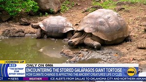 A giant tortoise known as Super Diego is the father of roughly 900 offspring and has been credited with helping save his species on the Galápagos Islands. 🐢 #ExtraordinaryEarth Lindblad Expeditions gma.abc/2UKP3ch | Good Morning America
