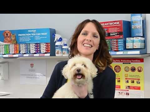 How to apply FRONTLINE SPRAY