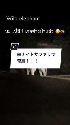 📍カオヤイ国立公園 ナイトサファリは予約制⚠️ トラック1台🛻あたり8人まで乗れて1台600バーツ 詳しくはプロフィールのnoteみてね！ #ナイトサファリ #ไนท์ซาฟารี #カオヤイ #เขาใหญ่ #อุทยานแห่งชาติเขาใหญ่