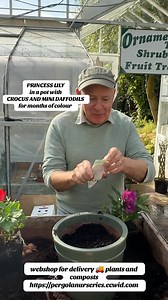 #add WEBSHOP https://pergolanurseries.ecwid.com PRINCESS LILY INDIGO in a pot for flowers from June until November with Mini Daffodils and Crocus bulbs for early colour . Planting time is from now . Available in WEBSHOP https://pergolanurseries.ecwid.com ALL IRELAND DELIVERY 🚚 32 Counties Pergola Nurseries Garden Corner, Virginia, Co Cavan “A gardeners oasis of quality plants “ Open Tuesday to Saturday 10.3-5 Open Sundays 2-5 #fyp #grow #garden #gardening | Pergola Nurseries Garden Corner
