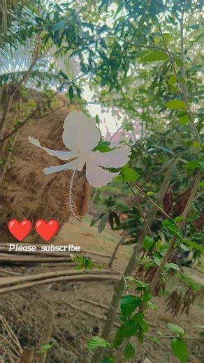 #luckygameplay​