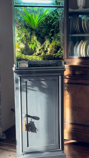 ℝ𝕆𝕊ℍ𝕀 on Instagram: "#魅惑の熱帯雨林植物 小さなベゴニアの花 パルダ歴9年 とは言っても立ち上げたまま 維持しているので気持ちは初心者w 球体のbiorb は鉢植えを配置しています。 天気に左右されない部屋の中で熱帯植物のガーデニングを楽しみましょう😊 @hiratake_01 @nakayama_plants @t.sagittarius22 #パルダリウム #biorb"