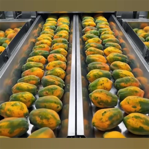 How Papayas Are Handled and Processed in Factories