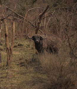 Closing in on a heavy old dagga boy buried in the herd, the team works through thick cover—circling, waiting, and trying to find a shot before they get busted. 🔥 Don’t stop here — watch the full adventure now on the Safari Classics TV App. 👉 https://www.safariclassicstv.com 🐘 Binge legendary safaris, dangerous-game hunts, and exclusive content you won’t find on YouTube – Ad-free 🎯 Safari Classics TV App – The Last Great Adventure STREAM. LEARN. CONNECT. From legendary African safaris to inte