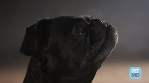 Dogs are amazing creatures. But how exactly do their minds work? Watch the video to find out. More info: http://bit.ly/2pgAlYS | PetMD