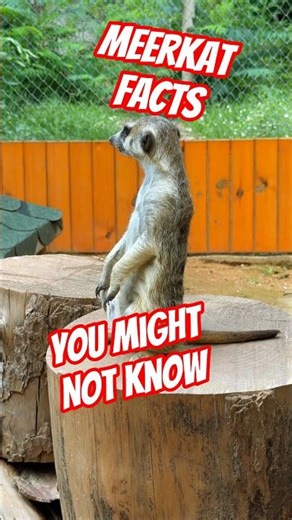 3 Meerkat facts you might not know #meerkat #shorts