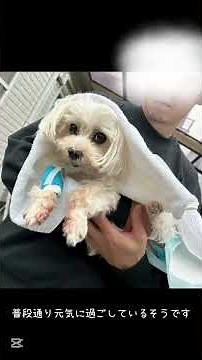 【元保護犬】脾臓破裂、ニコちゃんの命の砂時計は···#保護犬 #マルチーズ #治療