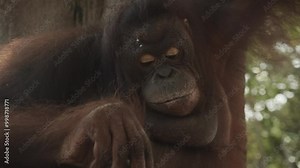 Super intelligent orangutan using some tools to open food such as fruits