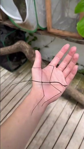 Stick Insects Turn Dance Masters - Unbelievable Show