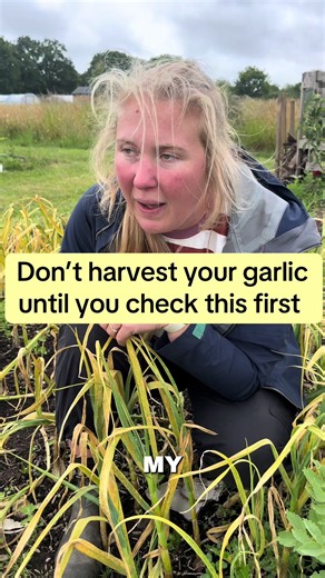 When to Harvest Garlic for Biggest, Long-Lasting Bulbs