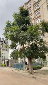 Jawiga galabta magalada adis ababa | Haji Isse Barre