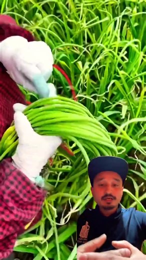 Lasun ko vitri daklo pani use hudo raixa tarkari ka lagi #creatorsearchinsights #vairal #shorts #terding #foryou