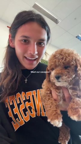 Meet our cavapoo.