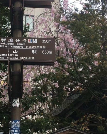 日本の桜の美しさと希望