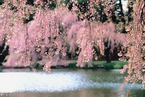 How to Kill Borers on Weeping Cherry Trees