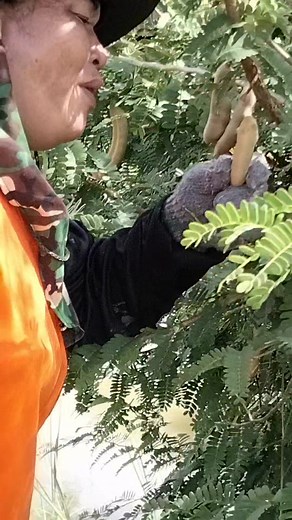 ส้มคักพี่น้อง #มะขามเปรี้ยว #สร้างรอยยิ้มเสียงหัวเราะ #เฮฮา | Tum Tongbo