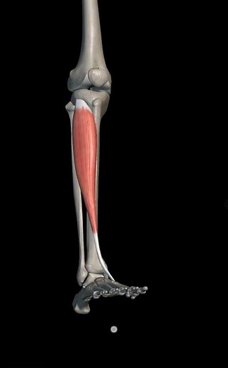 tibialis anterior with origin insertion Nerve supply actions |lowerlimb Anatomy