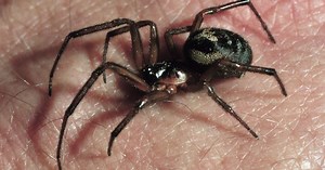Warning issued as UK's most venomous spiders invade Kent homes