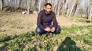 8K views · 113 reactions | Ya Allah Reham Due long dry spell some vegetable crops are about to damage Seed Savers Exchange @topfans Ministry of Agriculture & Farmer’s Welfare, Government of India | Kashmir Agriculture information organic farming | Facebook