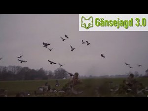 Hunting Egyptian geese from the nest