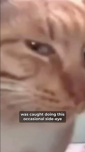 In 3rd place - Mr.Fresh: January 2024 Meme Of The Month