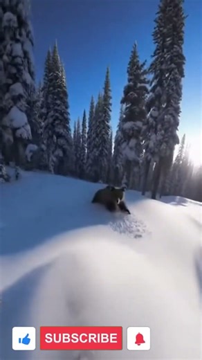 GoPro POV: Snowboarder Escapes a Charging Grizzly 🏂🐻❄️ | Real Wild Ride!