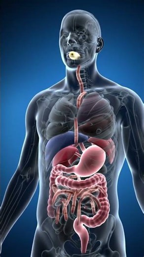 “Hyper Realistic 3D Human Body | What Happens Inside After Eating a Banana 🍌 | AI Medical Animation