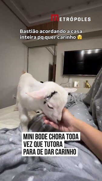 🐐🥰 ELE NÃO ACEITA RECEBER POUCO CARINHO Quem disse que só cachorro e gato gostam de receber #carinho? Bastião, um mini #bode cheio de personalidade, mostrou que também adora um #chamego! Logo cedo, o pequeno já acorda procurando atenção e pedindo carinho. Mas tem um detalhe: Bastião não aceita que o carinho acabe! Assim que param de fazer cafuné, ele fica bravo e demonstra toda a sua insatisfação. A reação do mini bode transforma a rotina da manhã em uma cena pra lá de divertida. E você, conse
