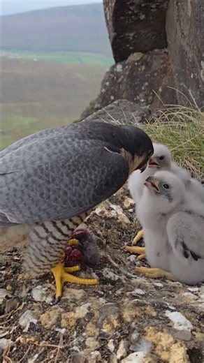 🦅 Peregrine Falcon’s Lightning-Fast Hunt Feeds Its Three Hungry Chicks! 🐣 #Shorts