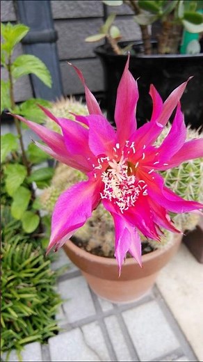 「近所の玄関先に咲くサボテンの花」ふと目をひきます。2026 06 02