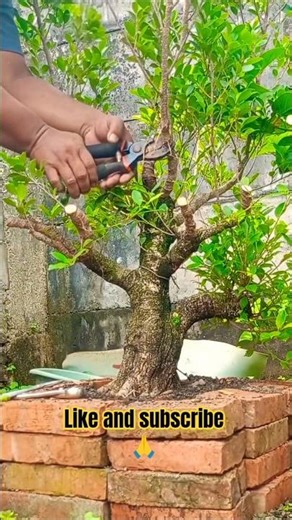 Pruning ficus tree trunks #tree #plants #craft #diy