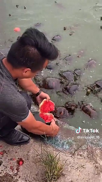 Feeding Turtles Watermelon in a Beautiful Water Body