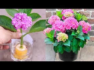 How to propagate hydrangea with cutting | 100% from banana and water