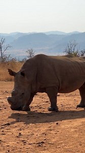 Watch this massive white rhino bull comes right past our vehicle on safari #rhino #rhinoceros #naturereels | All Out Safaris