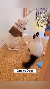 1M views · 10K reactions | Funny animals #cute #cat #dog #pet #animals #funnyvideos #fyp | Endeavour Wellness | Facebook