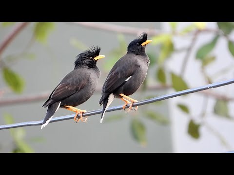 นกเอี้ยงหงอน หรือนกเอี้ยงดำ (White-vented Myna) 4k