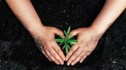 Expert describes how to legally grow marijuana at home