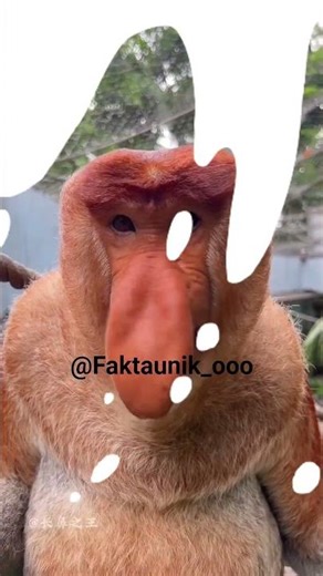 monyet punya hidung panjang?! #faktaunik #shortvideo