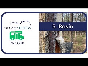 How is Rosin made? From Pine Trees!