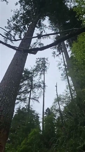 Tense Moment! Felling a Giant-Sized Tree