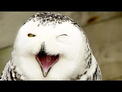 Animal Planet - Magic of Snowy Owl - Best Documentary
