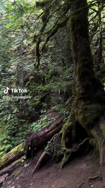 Twilight Inspired TikTok Moments